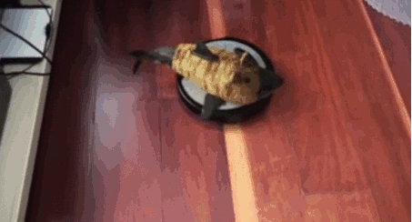 giphy-downsized-large.gif