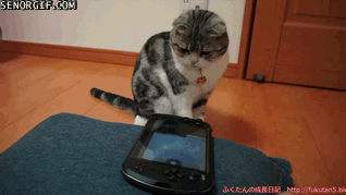 giphy.gif