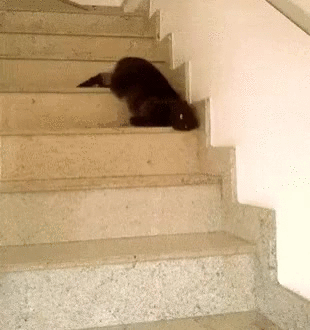 giphy.gif