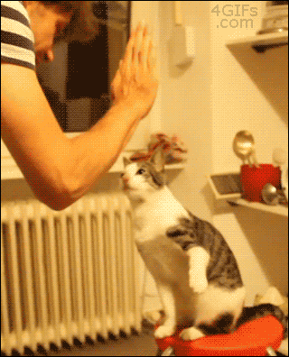 giphy.gif