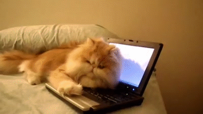 giphy.gif
