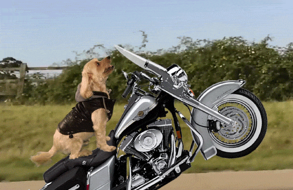 giphy.gif