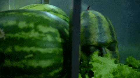 giphy.gif