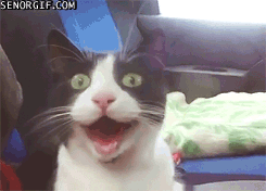 giphy4.gif