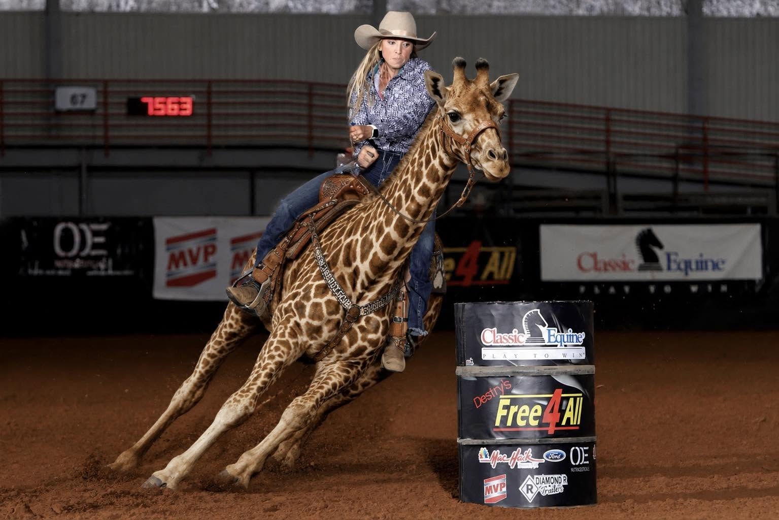 Giraffe barrel racer.jpg