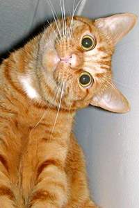 GK KAT.jpg