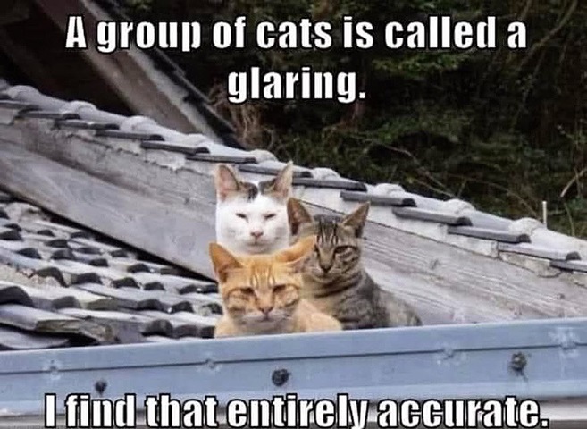glaring cats.jpg