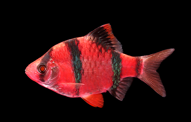 glo barb.png