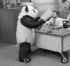 gn_cgifs06.gif