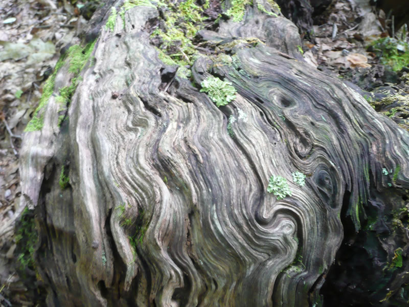 gnarled_wood.jpg