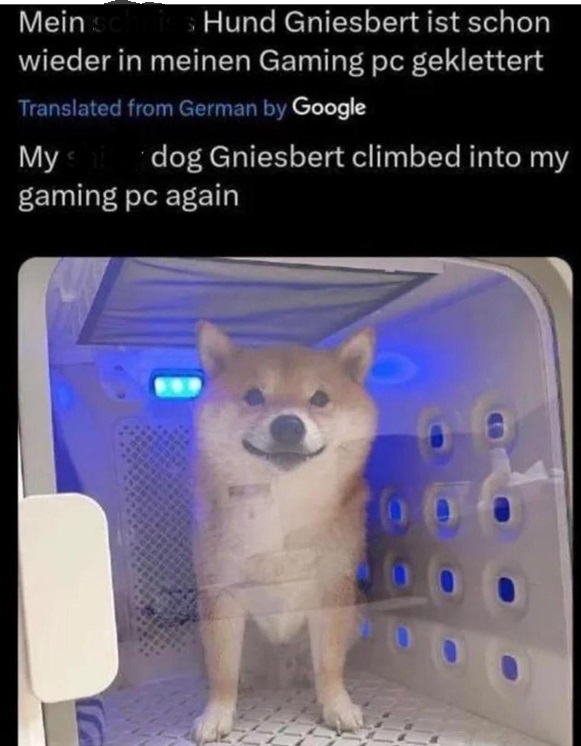 gniesbert dog.jpg