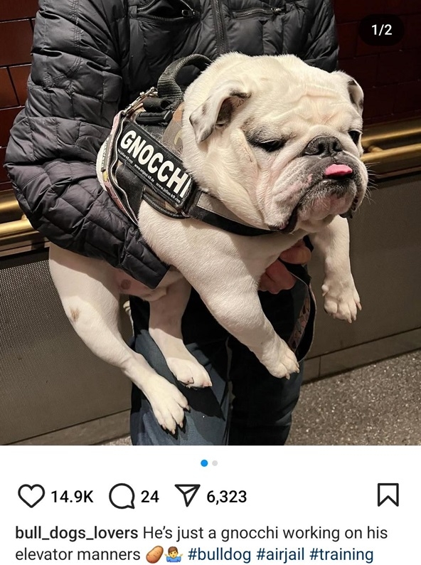 gnocchi dog.jpg