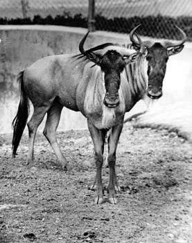 gnu 2 headed.jpg