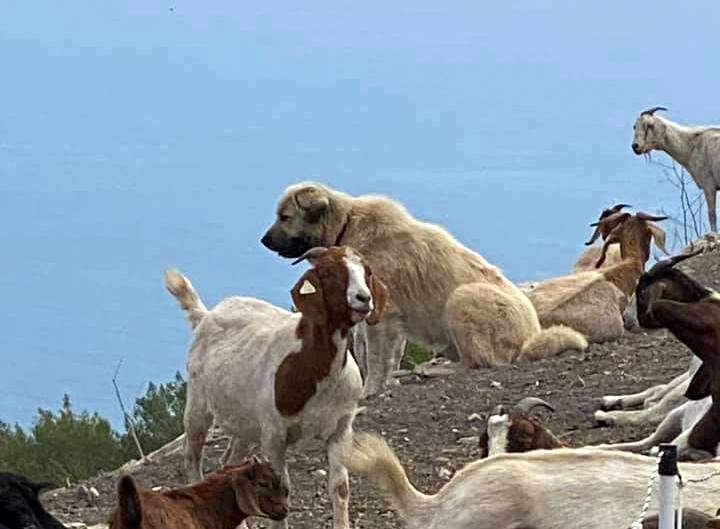 Goat Dog.jpg