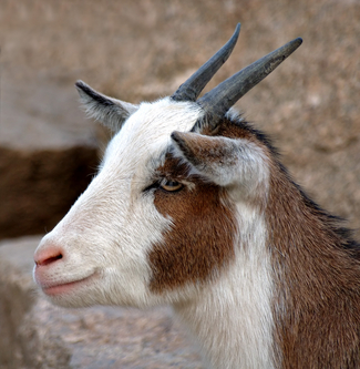goat.jpg