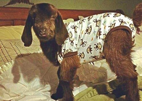 goat-onesie.jpg