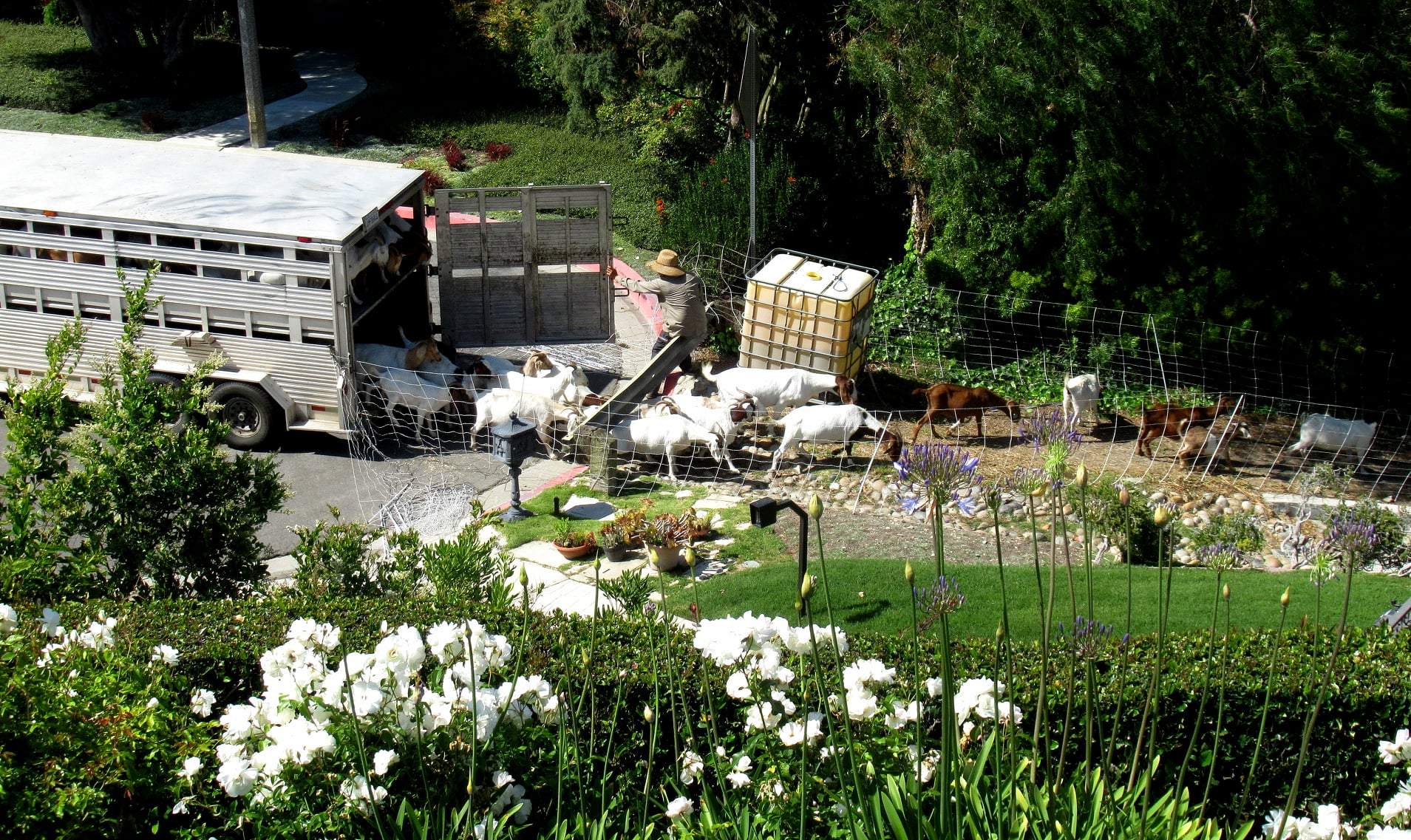 Goats unloading.jpg
