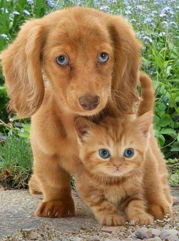 golden pup cat.jpg