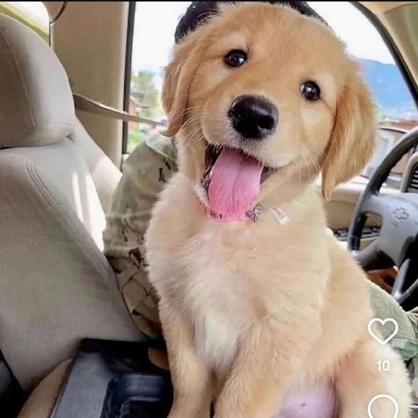 golden pup.jpg