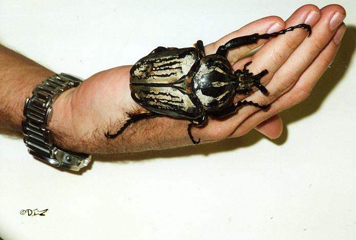 goliath-beetle.jpg