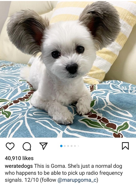 goma dog.jpg
