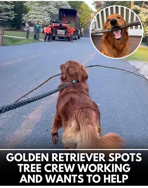 Goobs dog.jpg