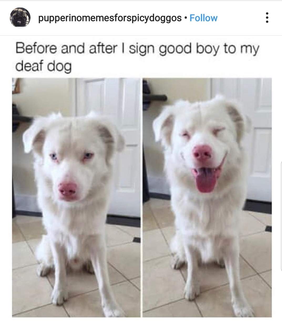 good boy sign.jpg