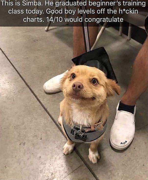 good boy Simba.jpg