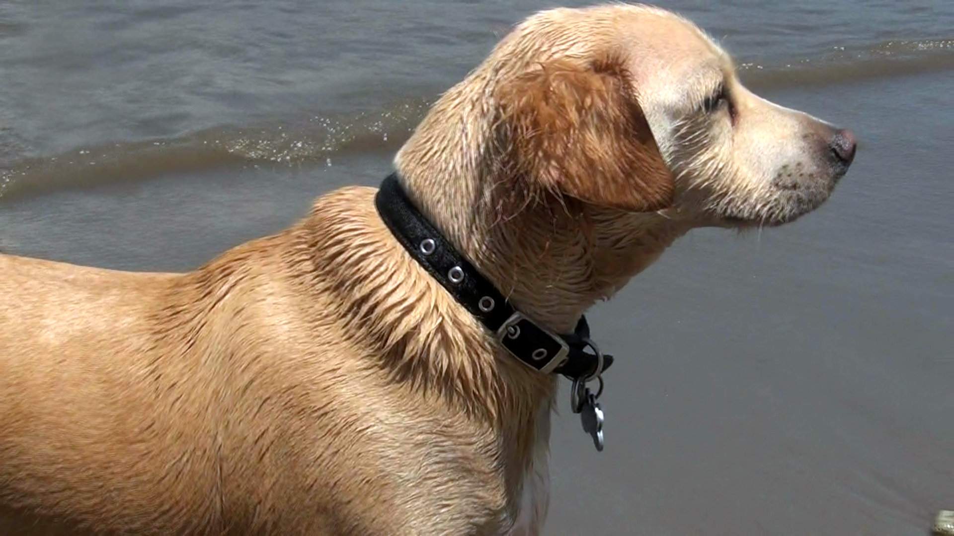 Good  Dog.JPG