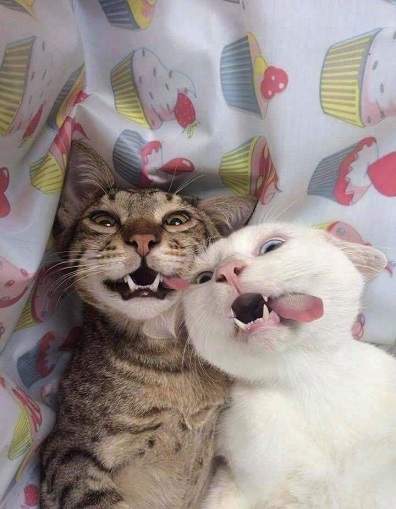 goofy cats.jpg