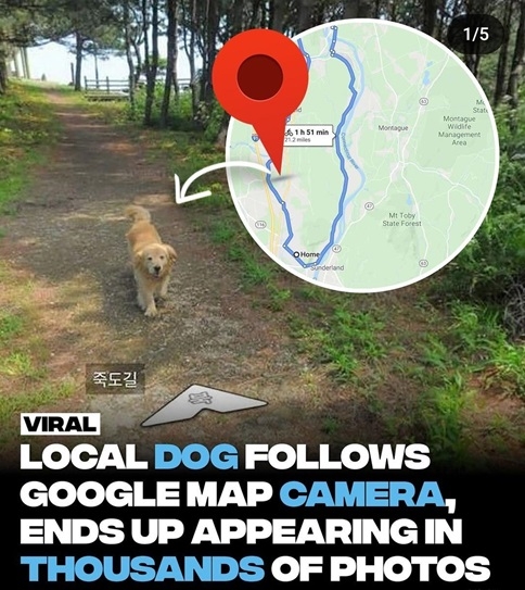google dog.jpg
