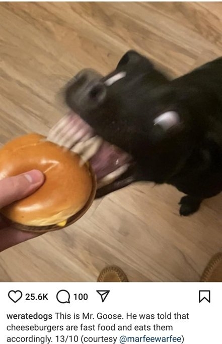 goose dog.jpg