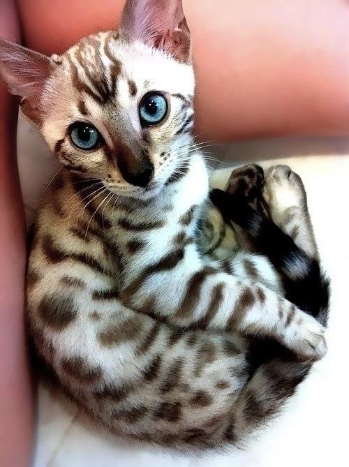 Gorgeous cat.jpg
