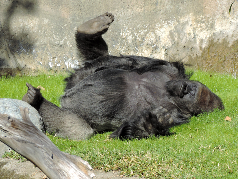 Gorilla-Relaxing_zps2e865fa9.jpg