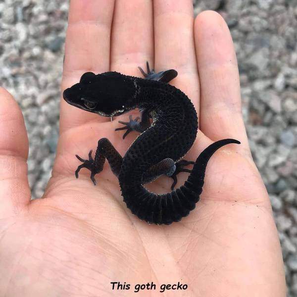 goth gecko.jpg