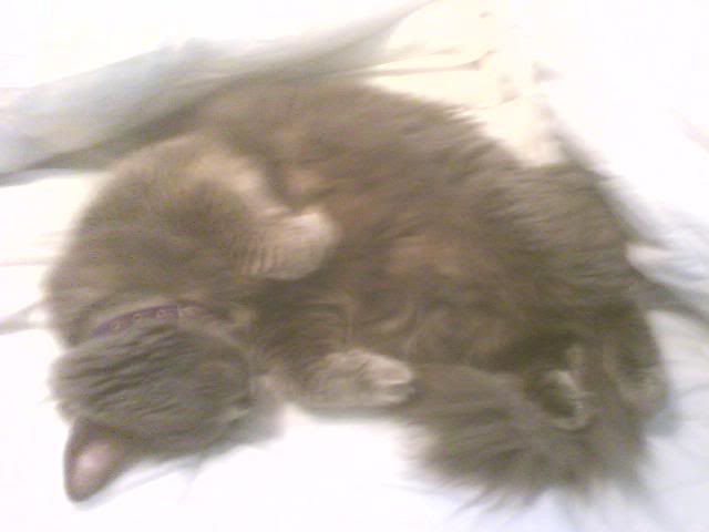 gracie.jpg