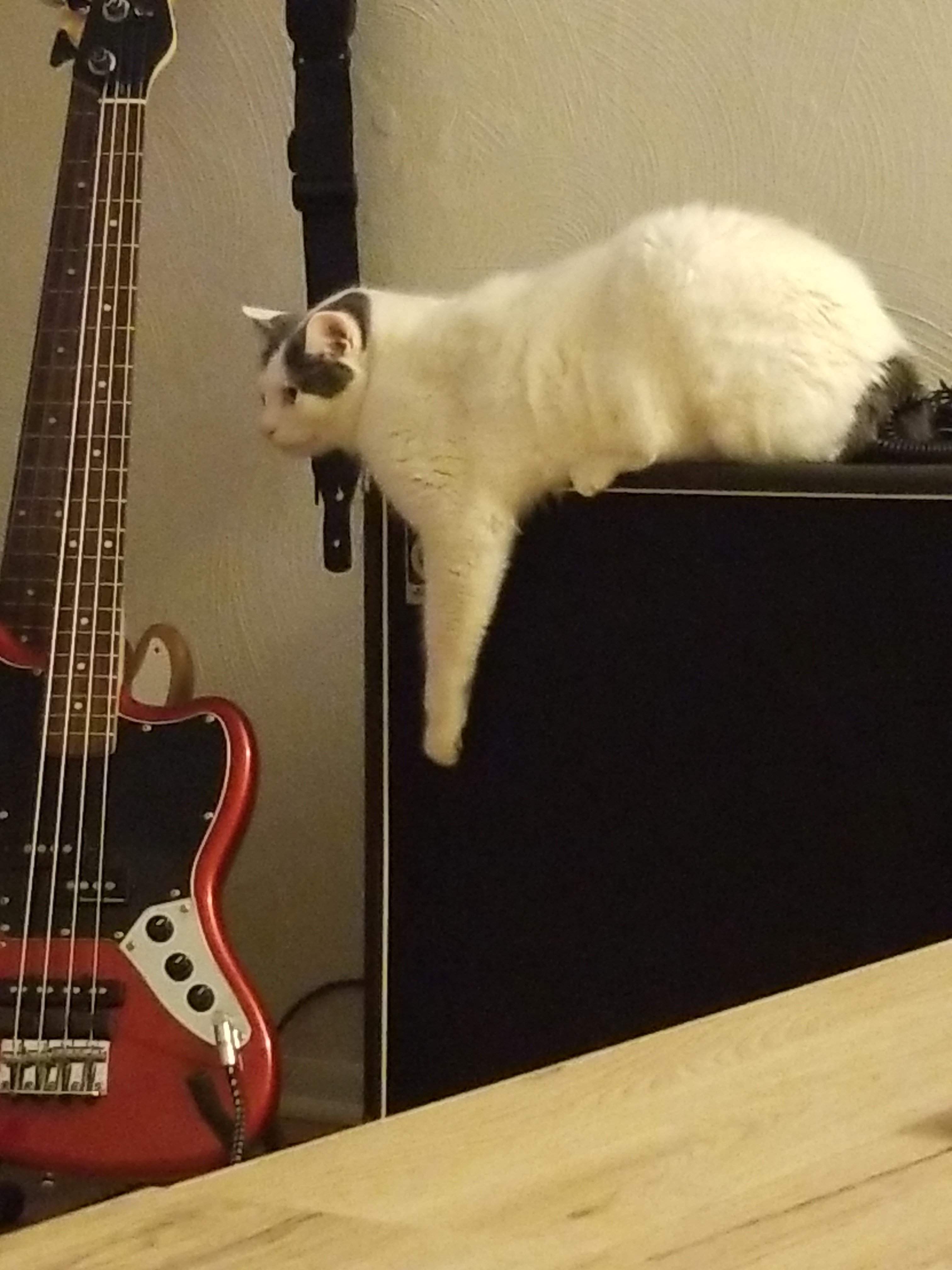Grady Ampeg.jpg