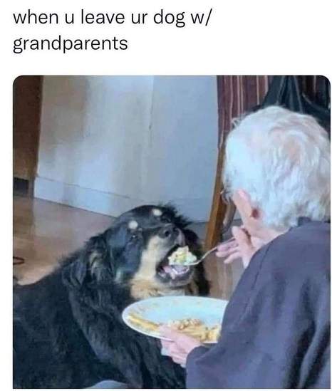 grand dog.jpg