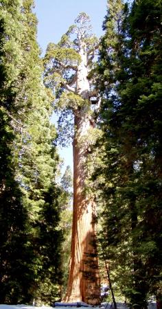 grant-tree.jpg