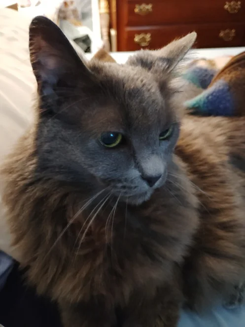 gray cat.webp
