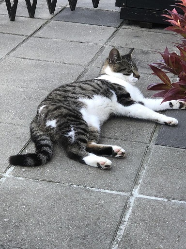 gray white cat.jpg