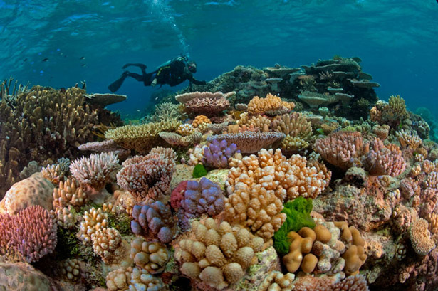 Great-Barrier-Reef-5.jpg