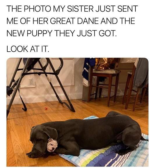 great dane pup.jpg