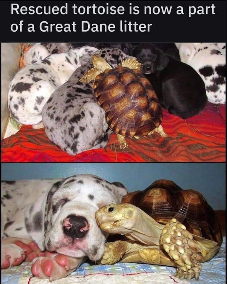 Great Dane tortoise.jpg