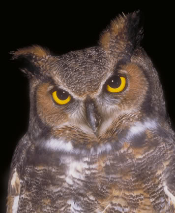 GreatHornedOwl2.jpg