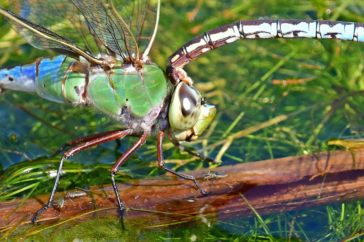Green-Dragonflies-Mating-03a-12.jpg
