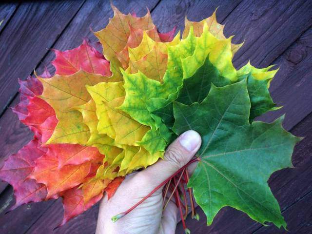 Green to red.jpg