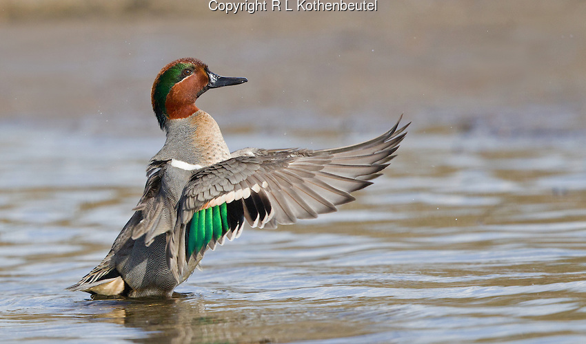 Green-winged-teal5d.jpg