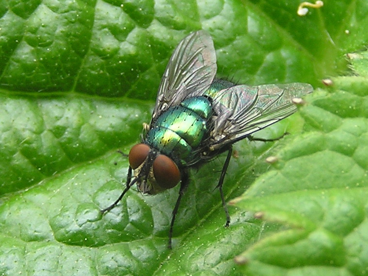 Greenfly4.jpg