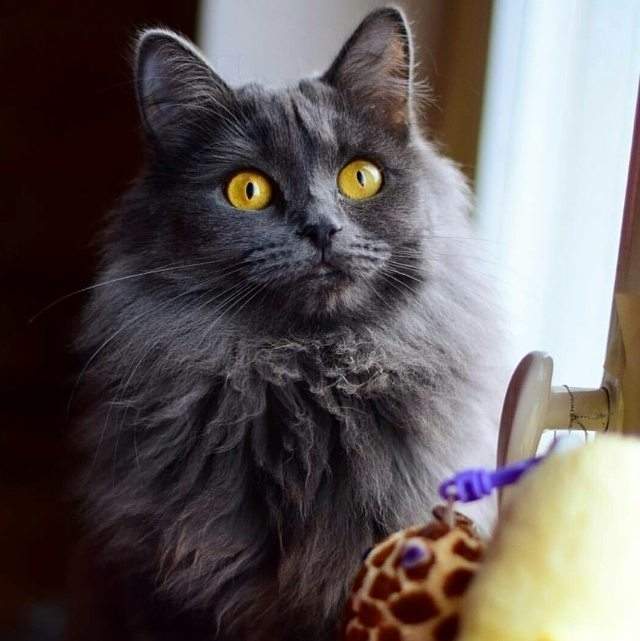 grey cat 2.jpg